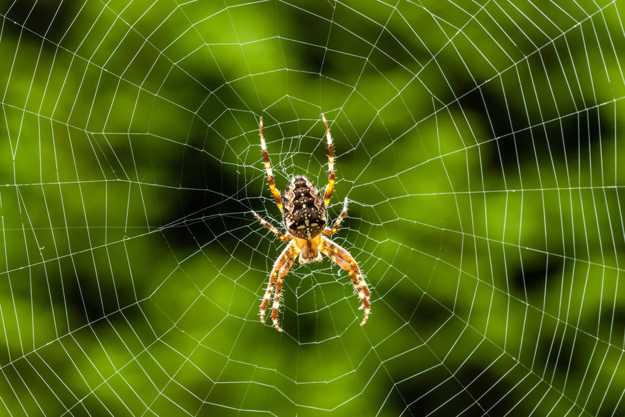 Einfache Hausmittel gegen Spinnen