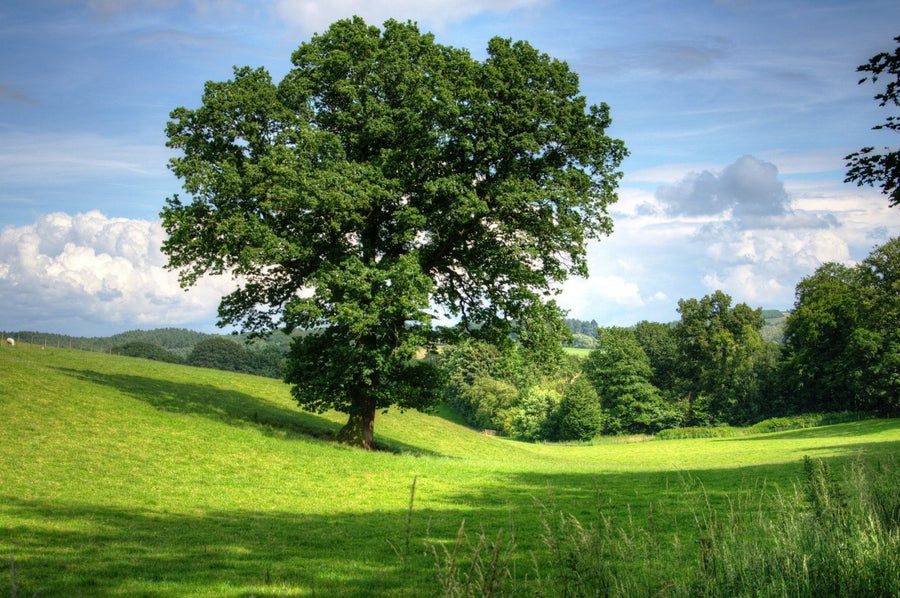 Ein Eichenbaum auf einer grünen Wiese