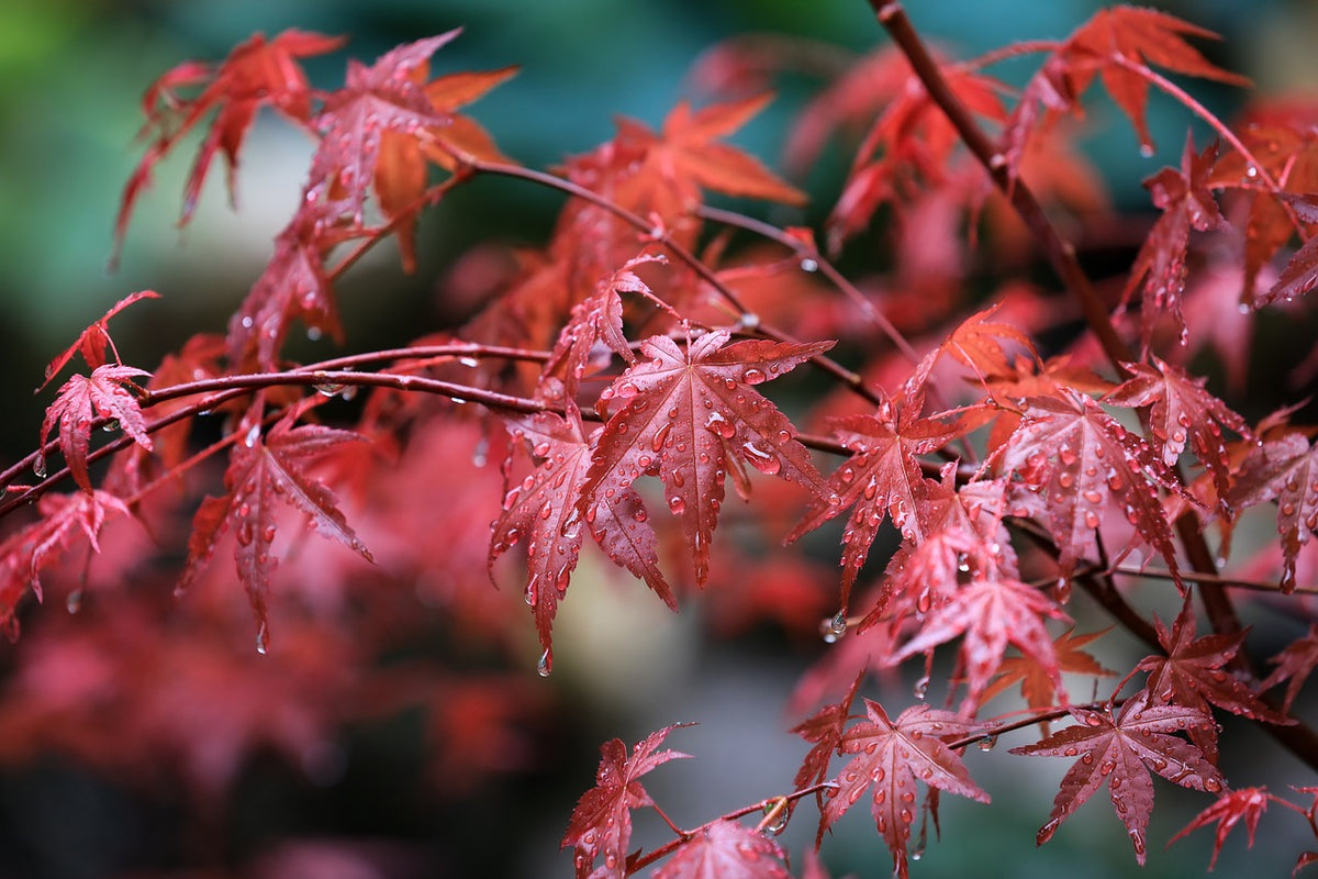 Fächerahorn: Alles rund um den richtigen Standort, das Schneiden & die Sorten von Acer palmatum