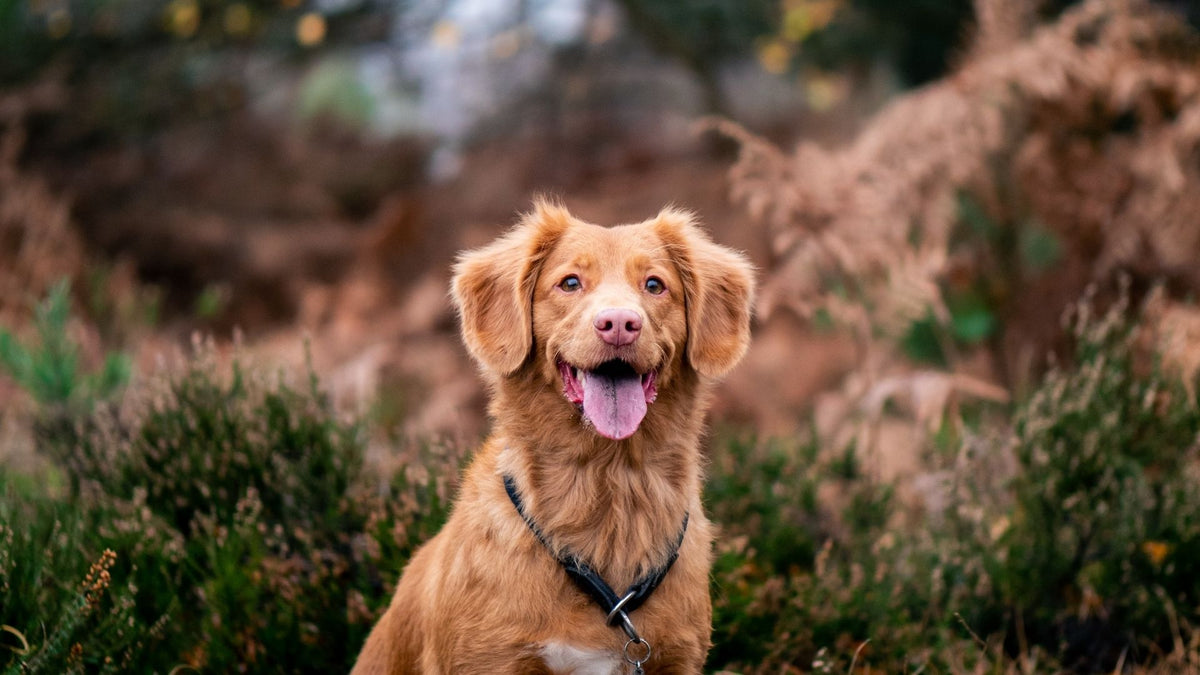 Flöhe beim Hund - schnell erkennen und richtig behandeln!