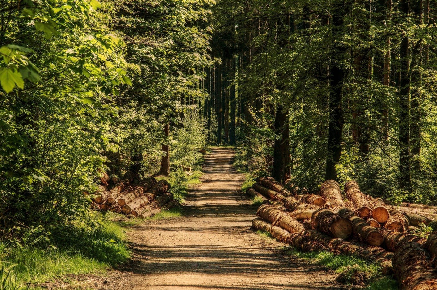 Waldansicht im Sommer
