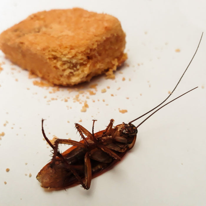 Eine tote Kakerlake und neben ihr ein Stück Brot