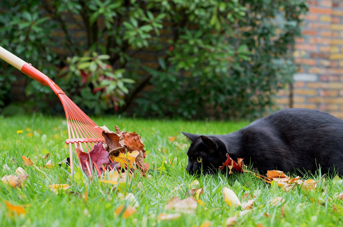 Den Garten katzensicher machen - Katzenabwehr im Garten leicht gemacht!
