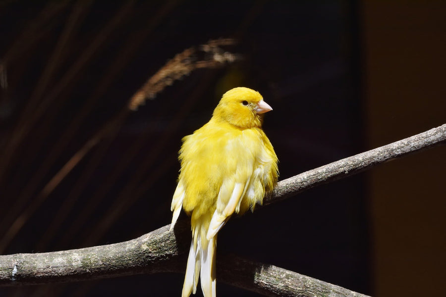 Ein Kanarienvogel sitzt auf einem Ast