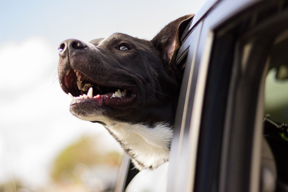 Milben beim Hund - erkennen und richtig behandeln