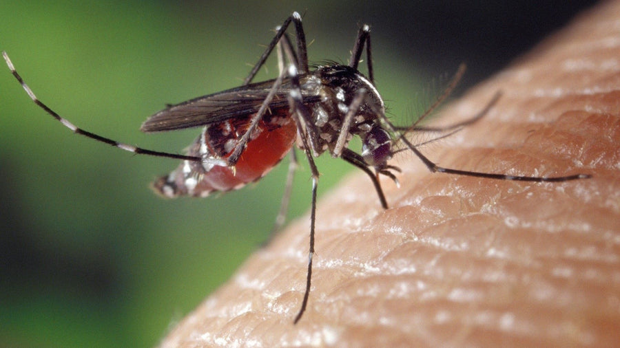 Ein Mückenweibchen sticht einen Menschen in die Haut