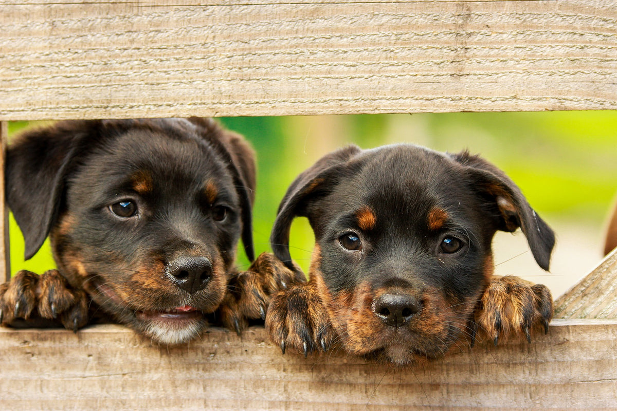 Ohrmilben beim Hund erkennen und effektiv behandeln