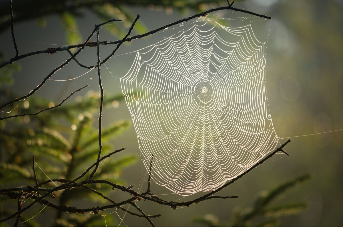 Wissenswertes rund um die Spinne