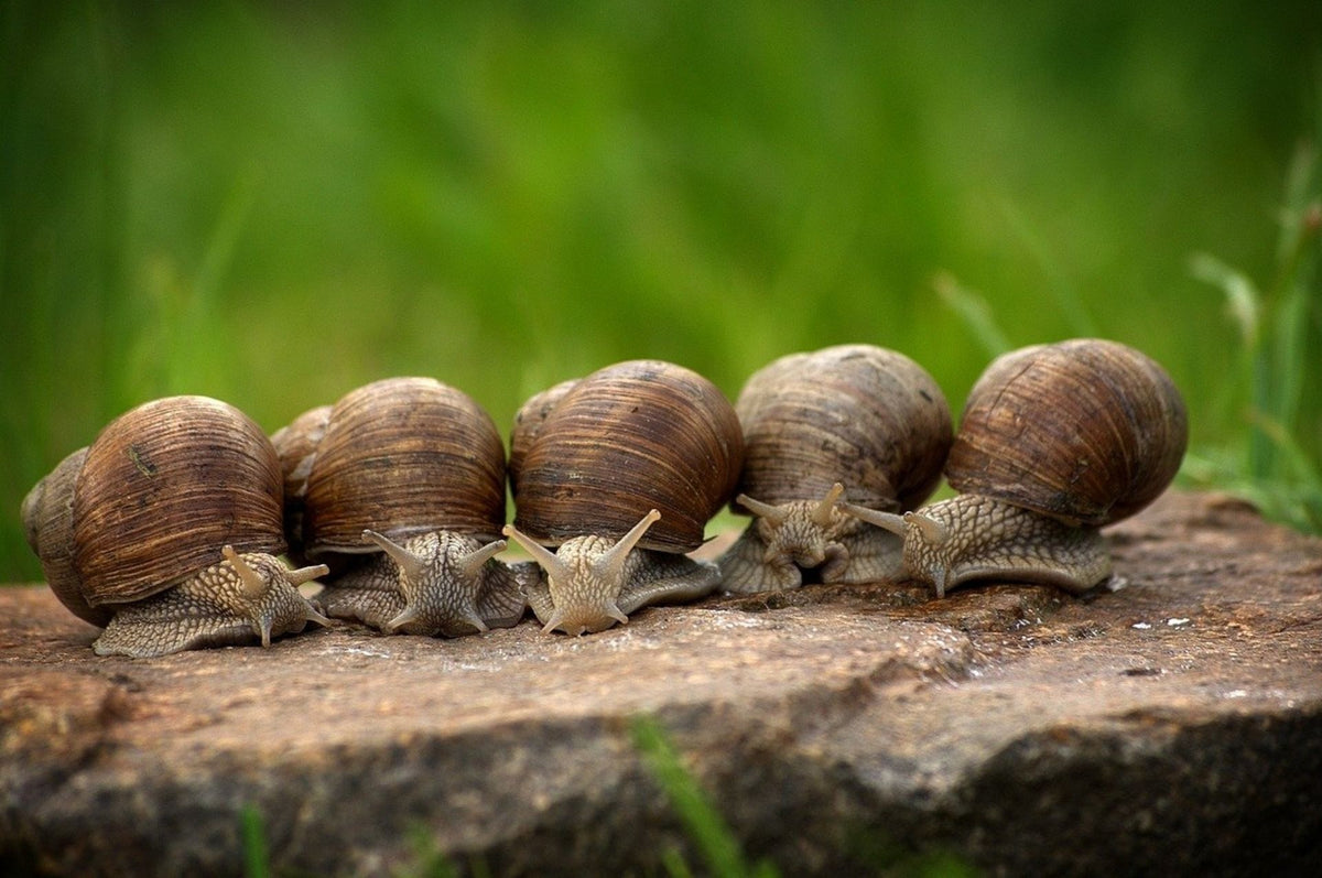 Schnecken im Garten - so wird man die lästigen Tierchen los!