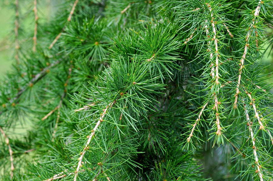 Zedernäste im Wald