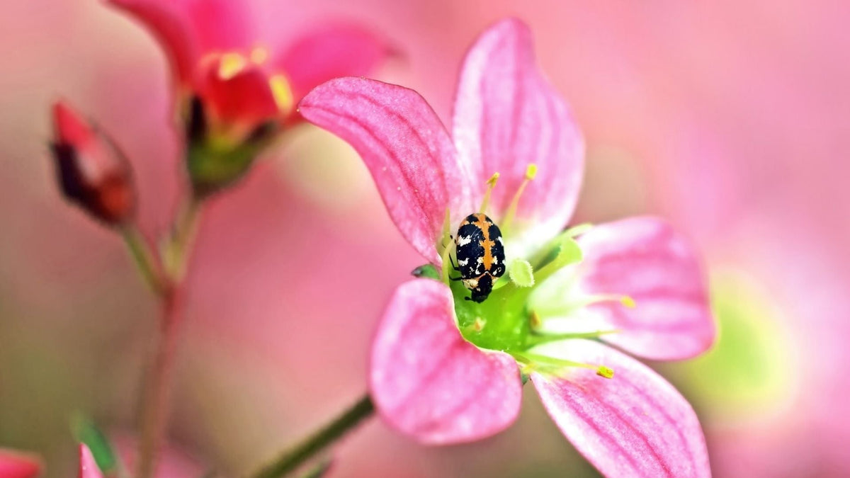 Teppichkäfer-Larven loswerden – es klappt auch ohne gesundheitsschädliche Insektizide!