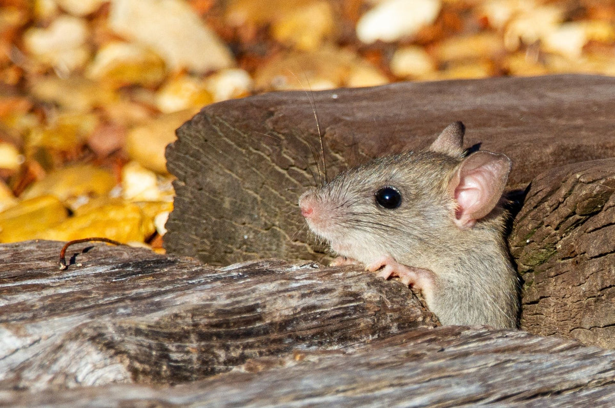 Unterschiede zwischen Ratte und Maus – diese Merkmale helfen bei der Identifikation