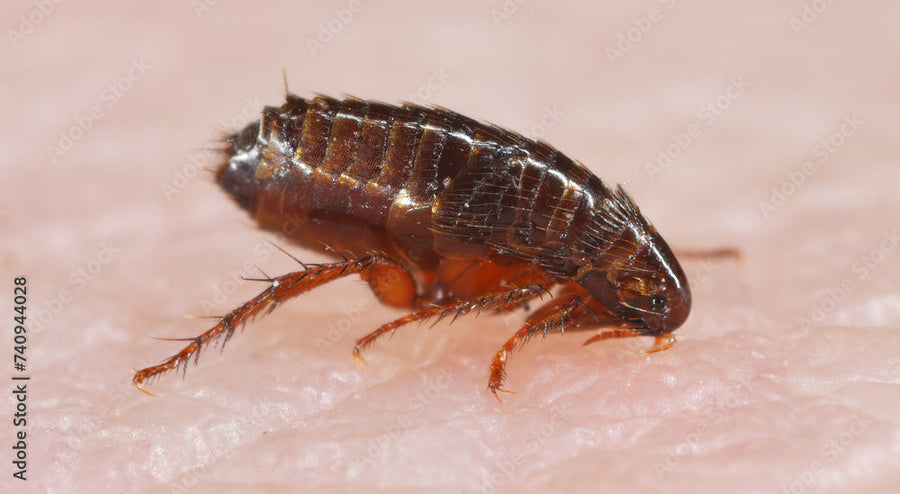 Flea on human skin