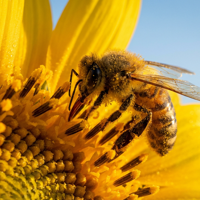 Detaillierte Nahaufnahme einer Honigbiene, die Nektar auf einer leuchtenden Sonnenblume sammelt.
