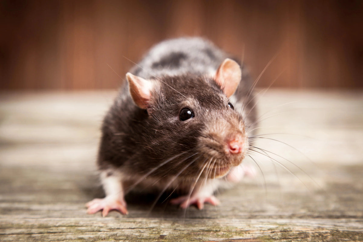 Wie du effektiv Ratten bekämpfen kannst!