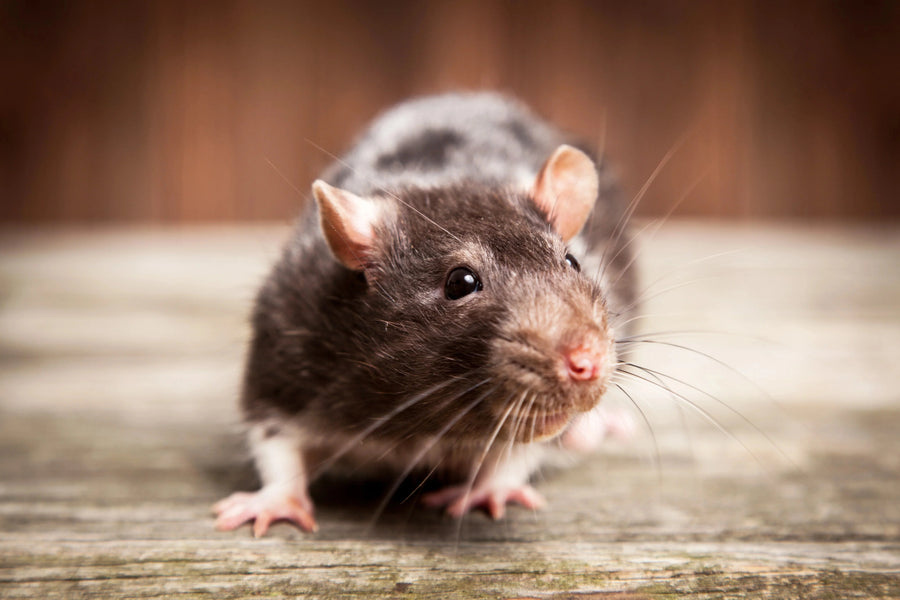 rat closeup