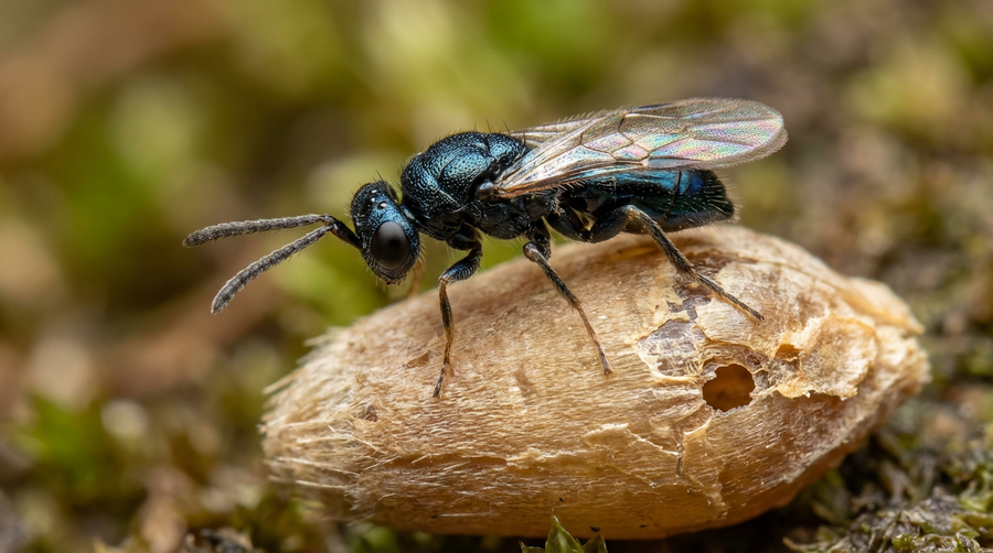 Lagererzwespen gegen Kugelkäfer: Biologische Bekämpfung effektiv und sicher