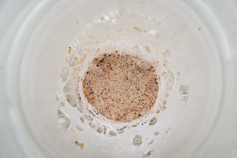 Milbenkolonie im Glas mit Kleie