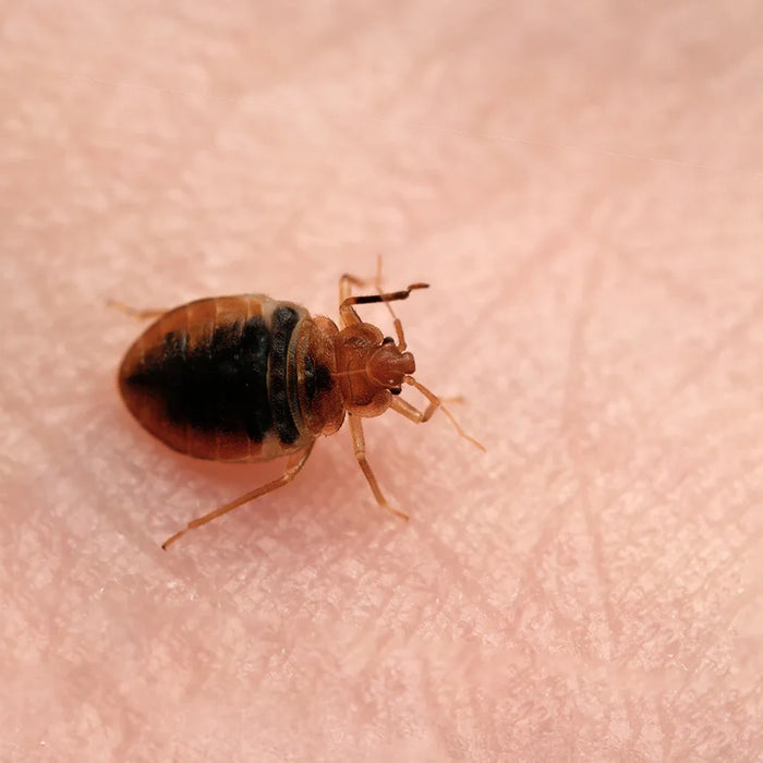 Bed bug Cimex lectularius auf der menschlichen Haut.