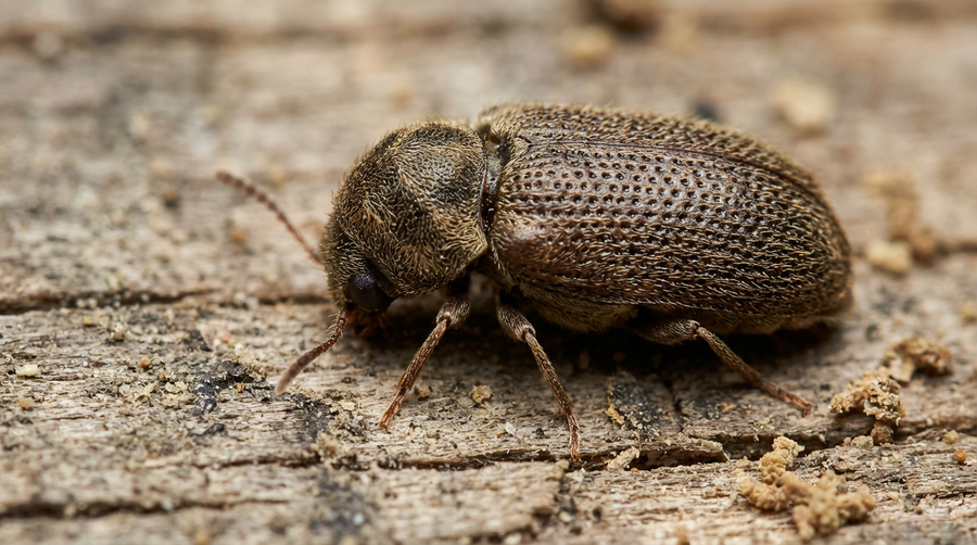Wie kommt der Holzwurm ins Haus? Ursachen und effektive Prävention