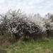 Schlehe als dornige Wildhecke in weißer Blüte vor dem Laubaustrieb im Frühling – KI-generierte Beispielabbildung