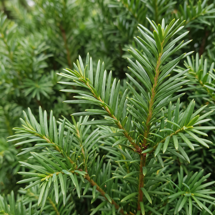 Nahaufnahme Becher-Eibe 'Hillii' (Taxus × media 'Hillii'): Nadeln – KI-generierte Beispielabbildung