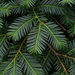 Nahaufnahme Eibe (Taxus baccata): Nadeln – KI-generierte Beispielabbildung