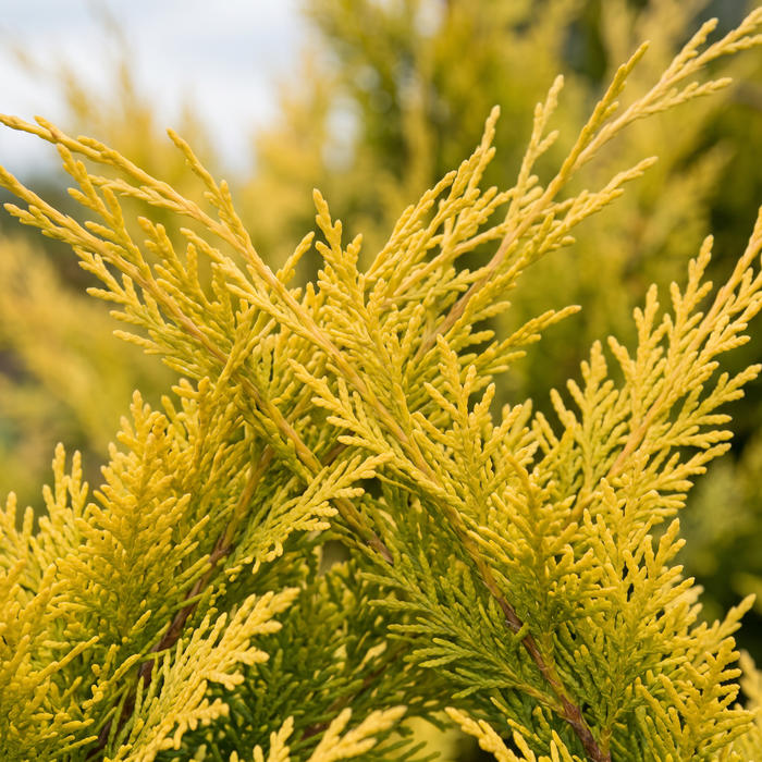 Nahaufnahme Gelbe Leylandzypresse 'Gold Rider' (× Cuprocyparis leylandii 'Gold Rider'): Zweige mit Schuppenblättern – KI-generierte Beispielabbildung