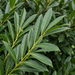 Nahaufnahme Kirschlorbeer 'Caucasica' (Prunus laurocerasus 'Caucasica'): Blätter und Triebe – KI-generierte Beispielabbildung