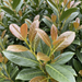 Nahaufnahme Kirschlorbeer 'Etna' (Prunus laurocerasus 'Etna'): bronzefarbener Austrieb und glänzendes Laub – KI-generierte Beispielabbildung