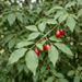 Nahaufnahme Kornelkirsche (Cornus mas): Blätter und rote Kornelkirschen im Spätsommer – KI-generierte Beispielabbildung