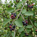 Nahaufnahme Kupfer-Felsenbirne (Amelanchier lamarckii): Blätter und reife, dunkle Beeren im Frühsommer – KI-generierte Beispielabbildung