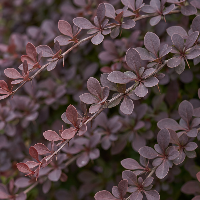 Nahaufnahme Rote Heckenberberitze 'Atropurpurea' (Berberis thunbergii 'Atropurpurea'): Blätter und Triebe – KI-generierte Beispielabbildung