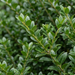 Nahaufnahme Stechpalme 'Kanehirae' (Ilex maximowicziana var. kanehirae): Blätter und Triebe – KI-generierte Beispielabbildung