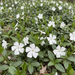 Nahaufnahme Weißes Immergrün 'Alba' (Vinca minor 'Alba'): weiße Blüten und glänzendes Laub – KI-generierte Beispielabbildung