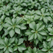 Nahaufnahme Ysander (Pachysandra terminalis): rautenförmige Blätter in Rosetten – KI-generierte Beispielabbildung