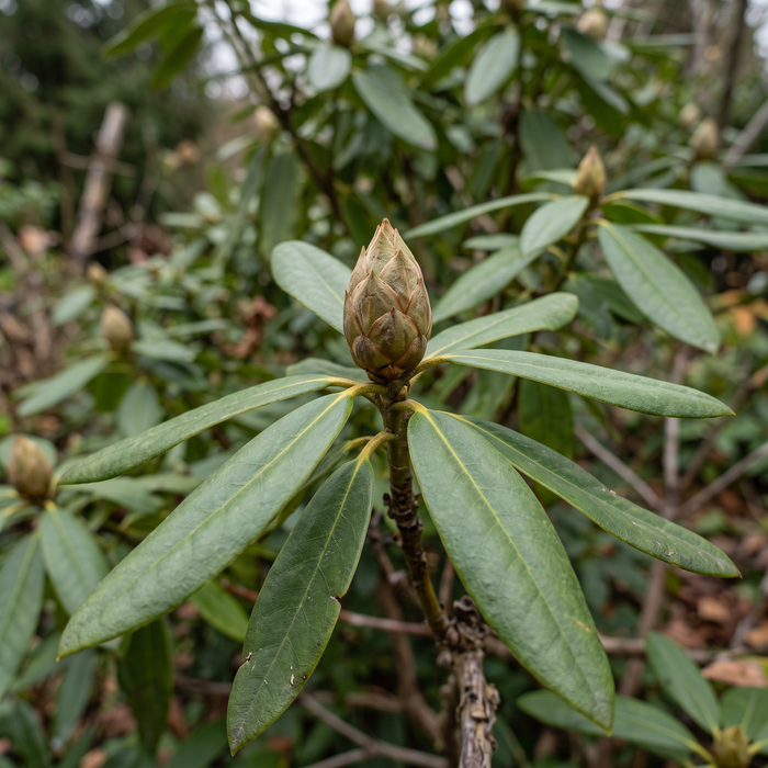 Pontischer Rhododendron 'Roseum': Blütenknospe und immergrünes Laub im Spätherbst – KI-generierte Beispielabbildung