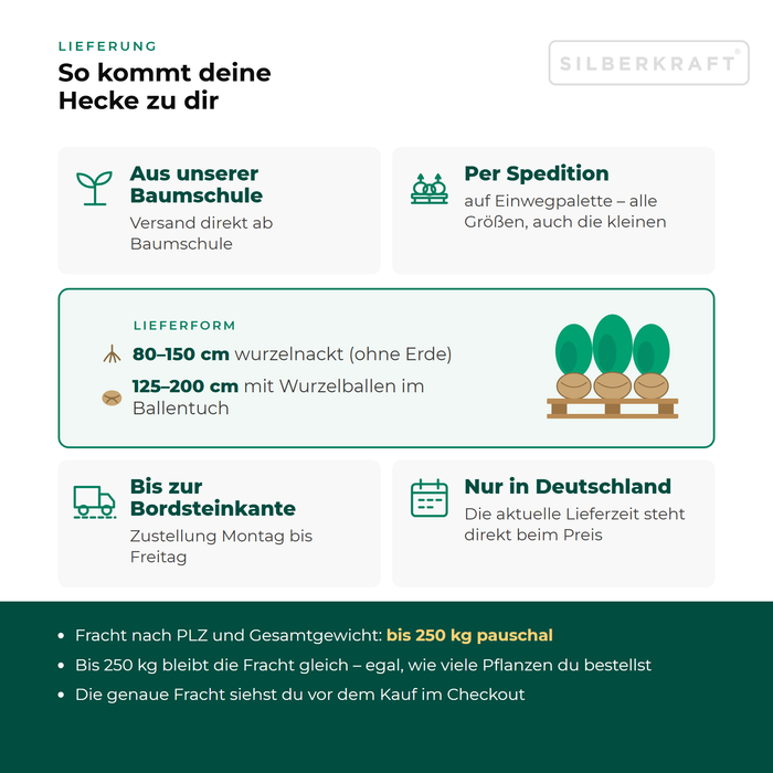 Lieferung Blutbuche: aus unserer Baumschule per Spedition auf Einwegpalette bis zur Bordsteinkante, nur innerhalb Deutschlands, Fracht bis 250 kg pauschal