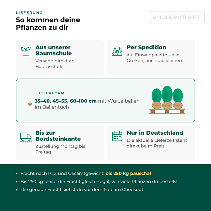 Lieferung Eiben-Kugel: aus unserer Baumschule per Spedition auf Einwegpalette bis zur Bordsteinkante, nur innerhalb Deutschlands, Fracht bis 250 kg pauschal