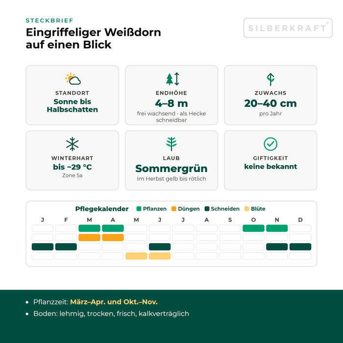 Steckbrief Eingriffeliger Weißdorn: Standort Sonne bis Halbschatten, Endhöhe 4–8 m, Zuwachs 20–40 cm pro Jahr, winterhart bis −29 °C – mit Pflegekalender