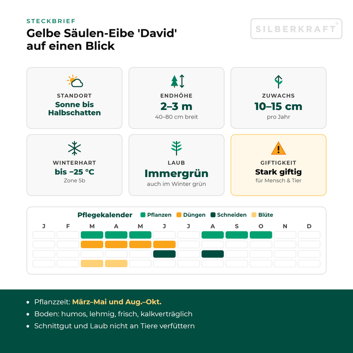 Steckbrief Gelbe Säulen-Eibe 'David': Standort Sonne bis Halbschatten, Endhöhe 2–3 m, Zuwachs 10–15 cm pro Jahr, winterhart bis −25 °C – mit Pflegekalender