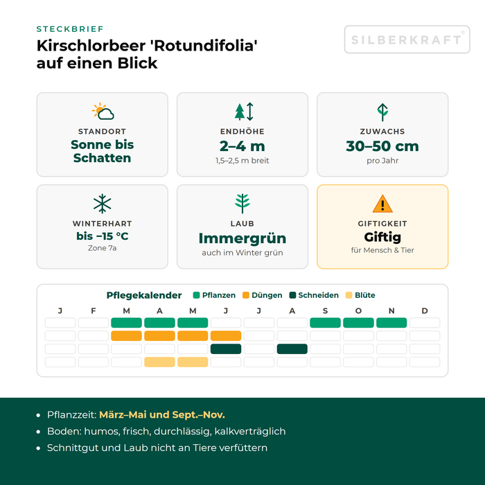Steckbrief Kirschlorbeer 'Rotundifolia': Standort Sonne bis Schatten, Endhöhe 2–4 m, Zuwachs 30–50 cm pro Jahr, winterhart bis −15 °C – mit Pflegekalender