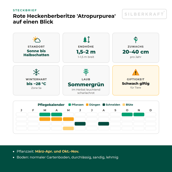 Steckbrief Rote Heckenberberitze 'Atropurpurea': Standort Sonne bis Halbschatten, Endhöhe 1,5–2 m, Zuwachs 20–40 cm pro Jahr, winterhart bis −28 °C – mit Pflegekalender