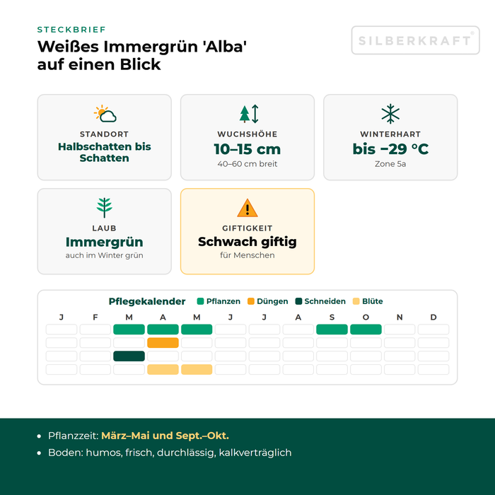 Steckbrief Weißes Immergrün 'Alba': Standort Halbschatten bis Schatten, Wuchshöhe 10–15 cm, winterhart bis −29 °C – mit Pflegekalender