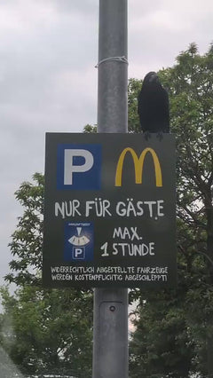 Saatkrähe