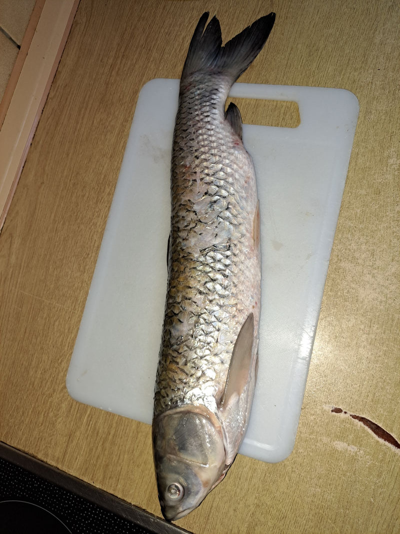 Ein toter Graskarpfen liegt auf einem weißen Schneidebrett in einer Küche. Der langgestreckte Fisch zeigt seine silbrig-schuppige Haut und die typische Körpe...
