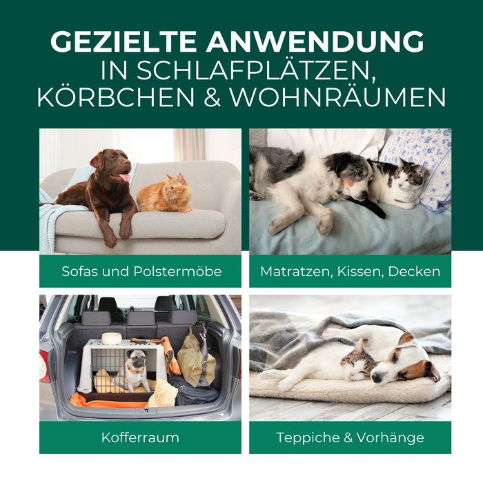 Einsatzbereiche des Floh Sprays in Wohnräumen – Sofa, Teppich, Tierkorb und Umgebung