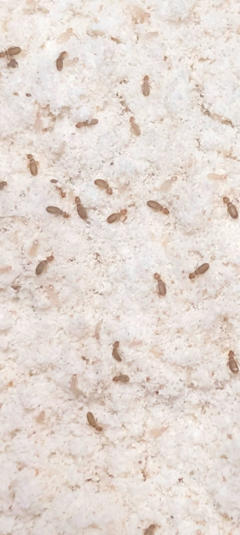 Zahlreiche kleine Staubläuse krabbeln auf einem hellen Untergrund. Die Insekten sind gut zu erkennen.