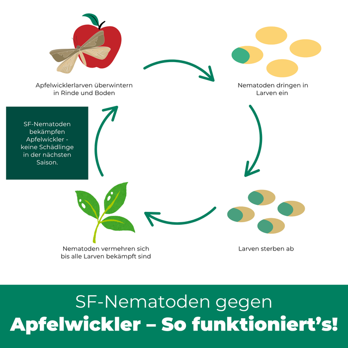 SF Nematoden gegen Apfelwickler - Silberkraft