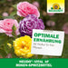 Vierfarbige Rosenblüten und Infografik zur optimalen Ernährung bei Neudo-Vital AF Rosen-Spritzmittel
